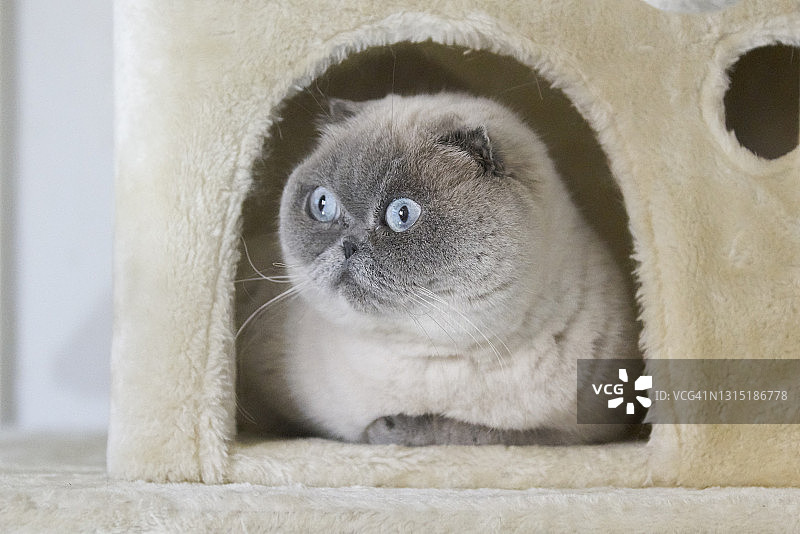 躺在猫窝里的猫图片素材