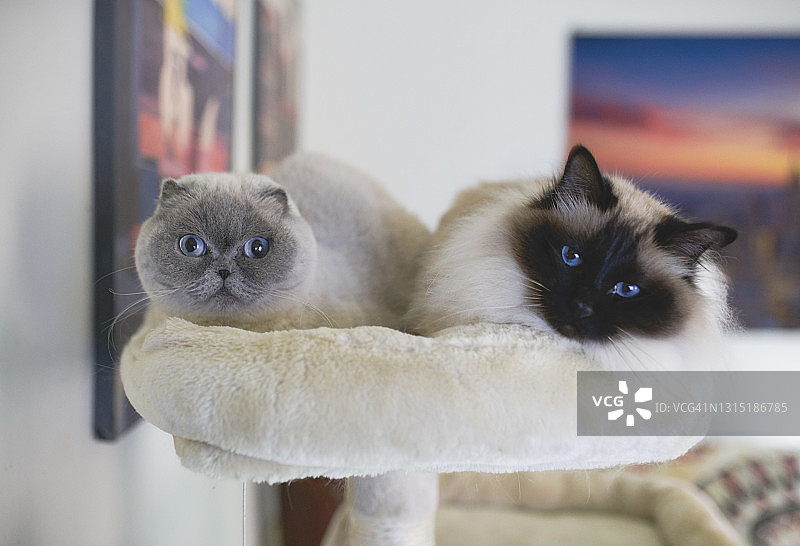 两只猫躺在枕头上看着镜头图片素材