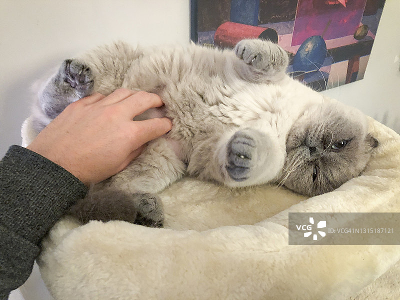 男人抚摸猫的手图片素材