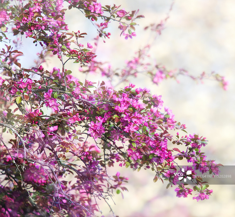 春天盛开的粉色花朵枝条图片素材