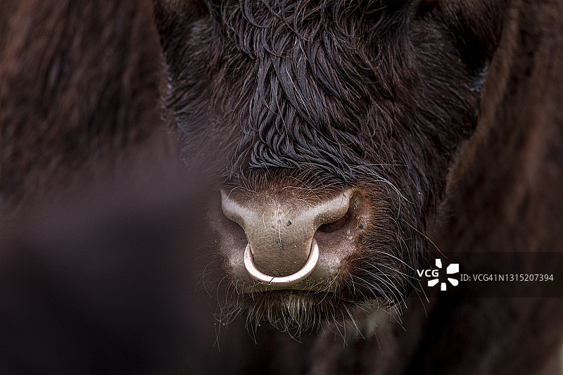 戴着鼻环的公牛图片素材