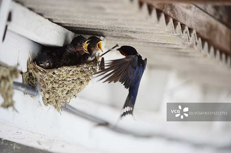 燕子，韩国安城市图片素材