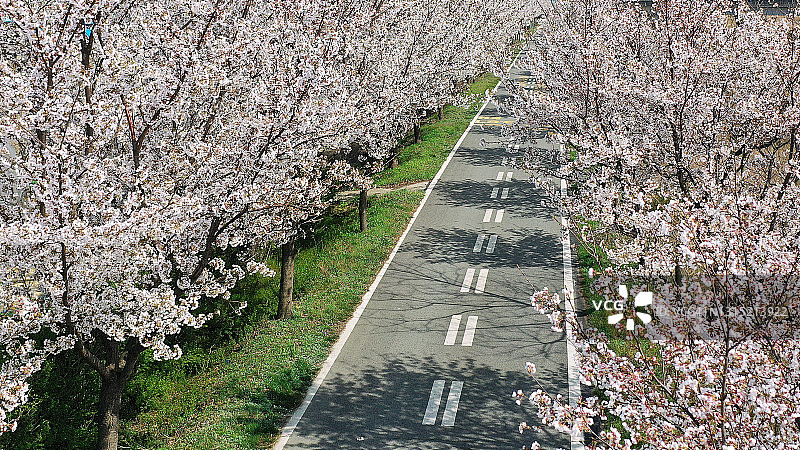 韩国安城樱花路图片素材