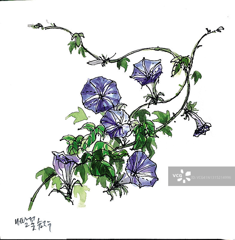 牵牛花图片素材