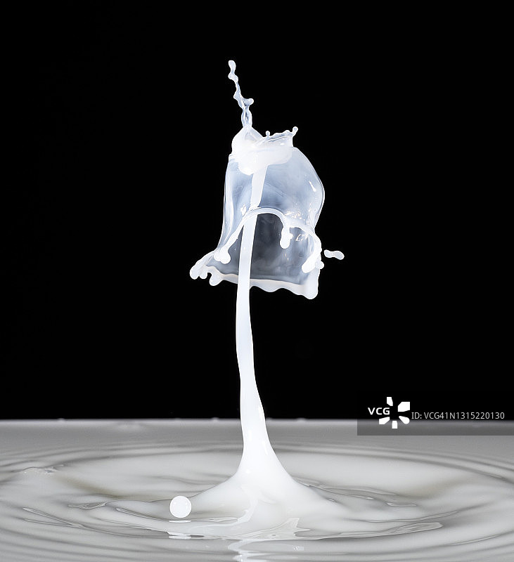 黑色背景上的牛奶滴碰撞（水蘑菇）图片素材