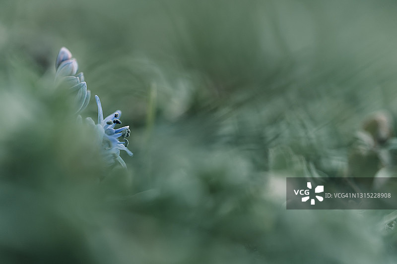 春天盛开的二叶蓝 Scilla Bifolia图片素材