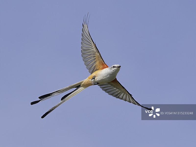 剪尾王霸鹟图片素材