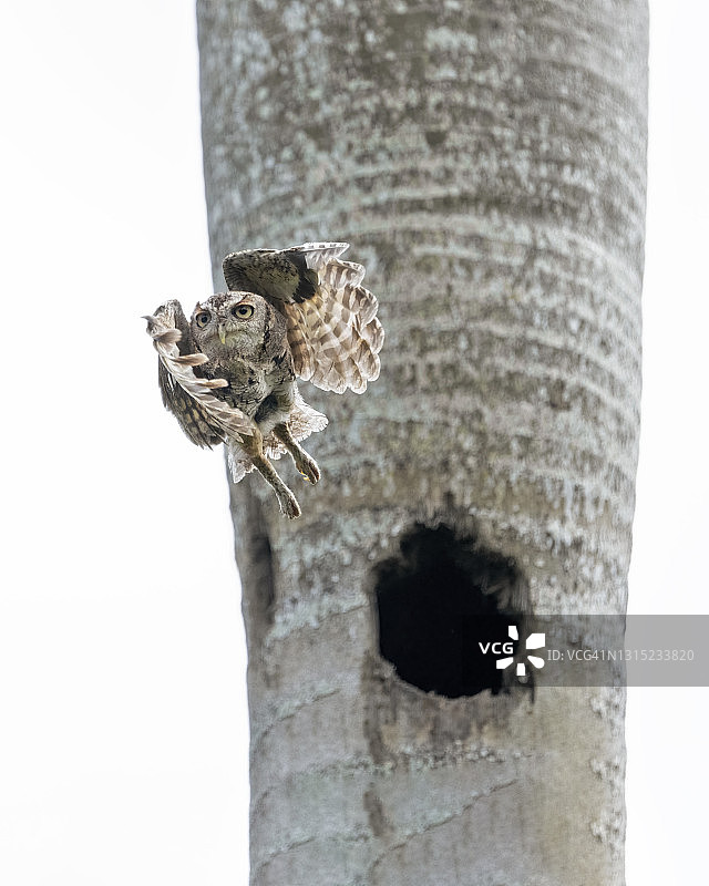 角鸮离开巢穴图片素材