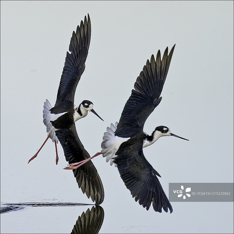 刀刃上的黑颈长脚鹬图片素材