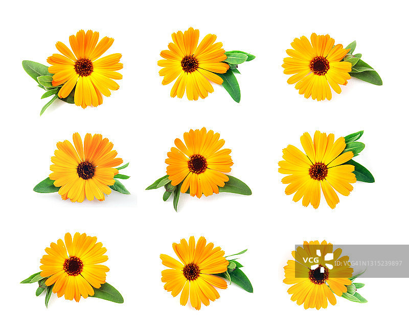白色背景下的金盏花图片素材