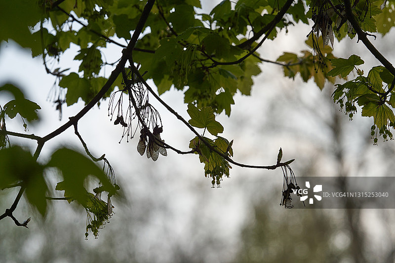 意大利枫树图片素材