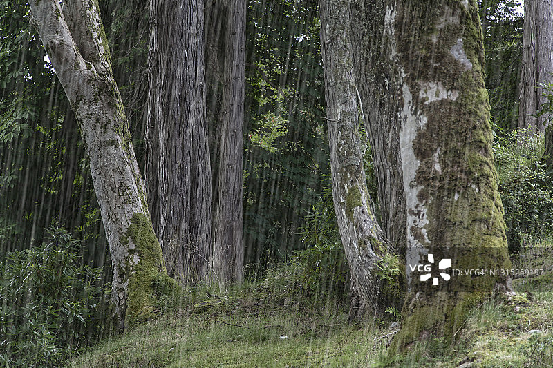热带雨林图片素材