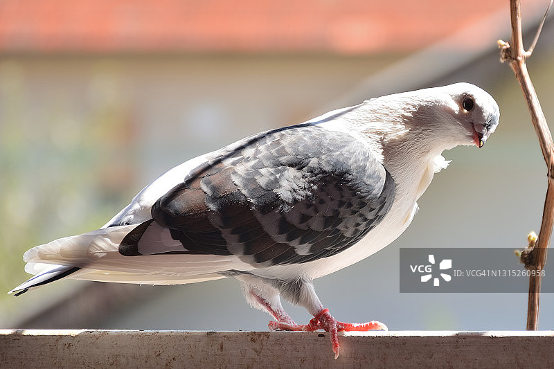 可爱的灰色翅膀鸽子站在栏杆上图片素材