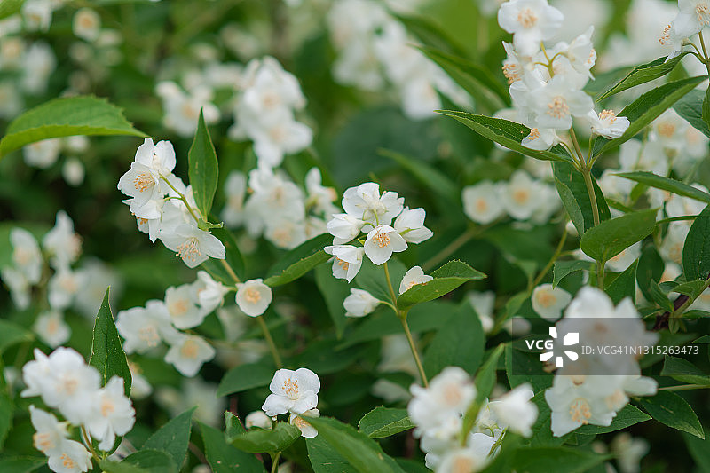 盛开的茉莉花丛图片素材