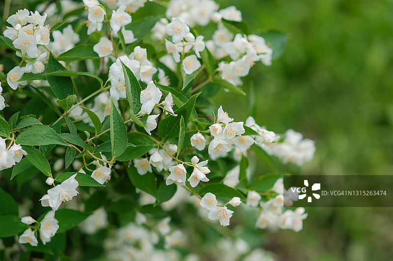 美丽的茉莉花背景素材图片素材