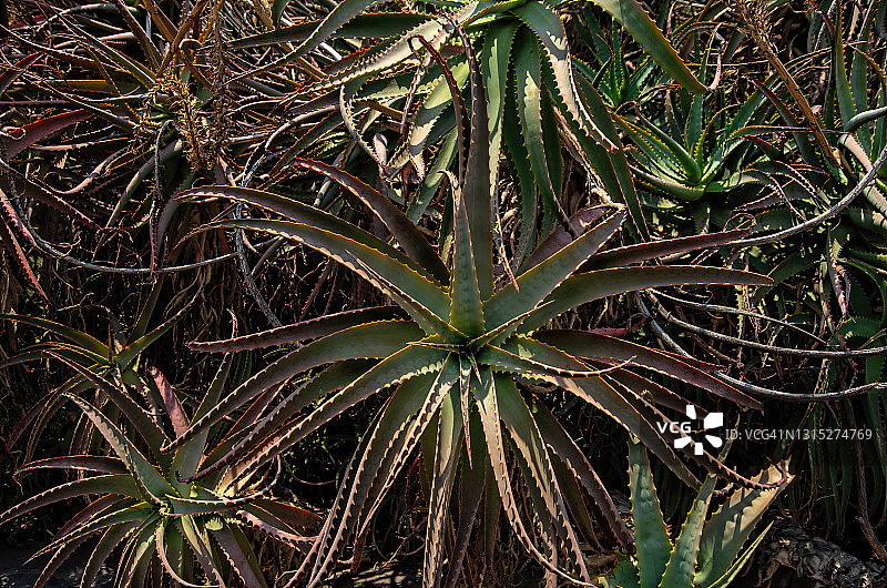 红绿色芦荟植物图片素材