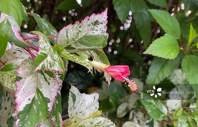 红色鞋花，又名中国芙蓉或木槿花图片素材