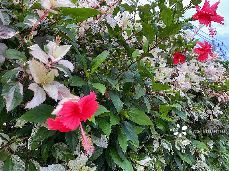 红色鞋花，又名中国芙蓉或木槿花图片素材