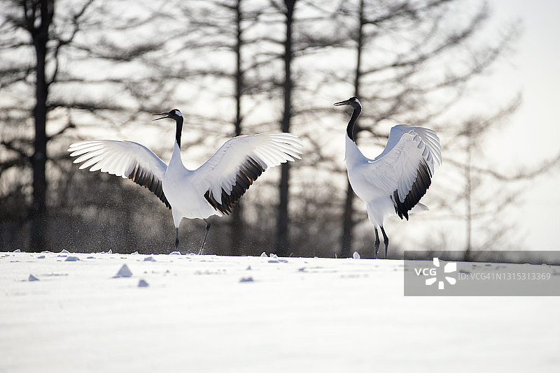 两只日本红顶鹤在冬季雪山上跳舞，位于日本北海道钏路鹤居伊藤丹顶鹤保护区图片素材