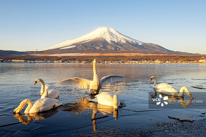 冬季日本山中湖的富士山和白天鹅群图片素材
