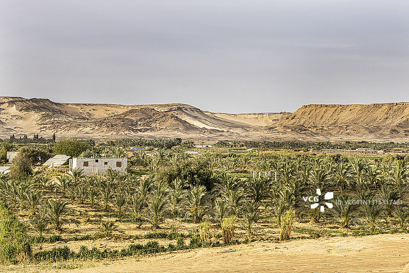 拜哈里耶绿洲的枣椰树农场图片素材