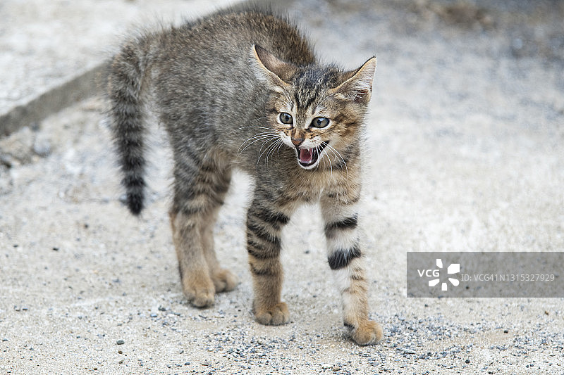 气势逼人的猫图片素材