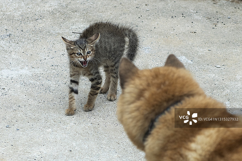 气势逼人的猫图片素材