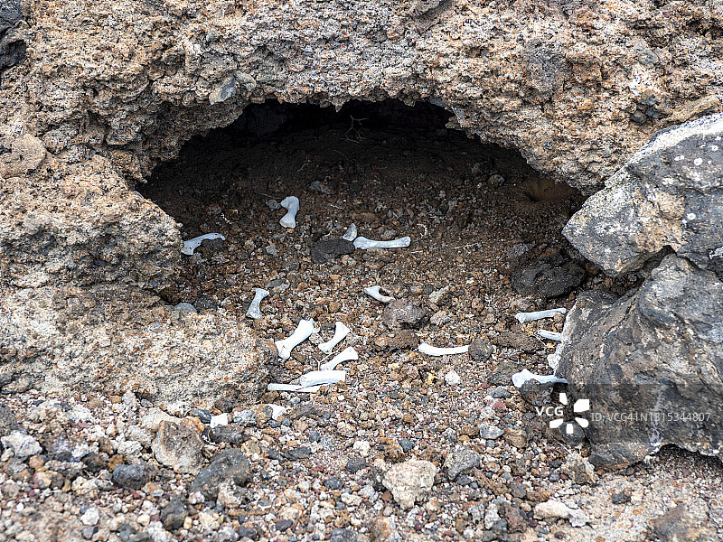 食肉动物在地上挖的洞穴，有骨头图片素材