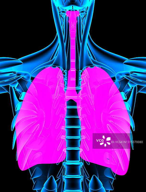 喉气管支气管和肺部X光片图片素材