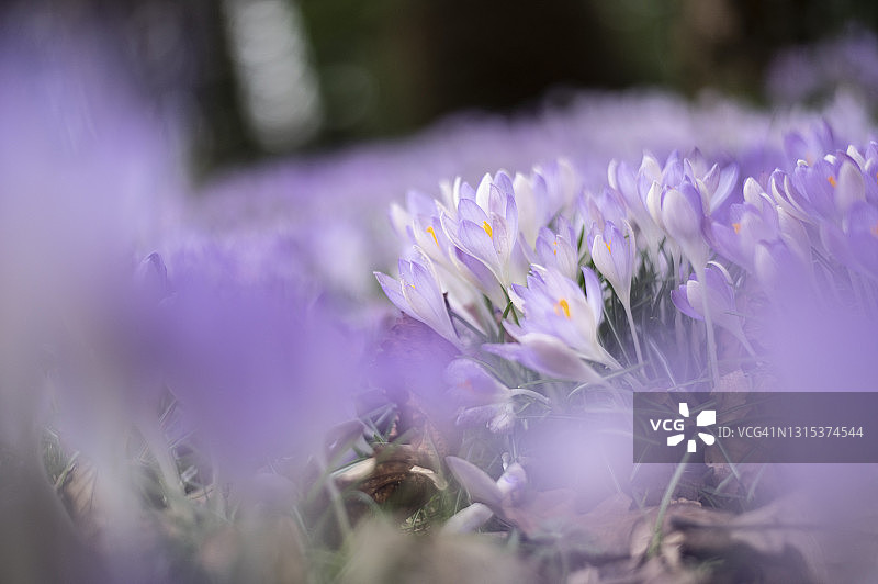 林地中紫色和白色番红花图片素材
