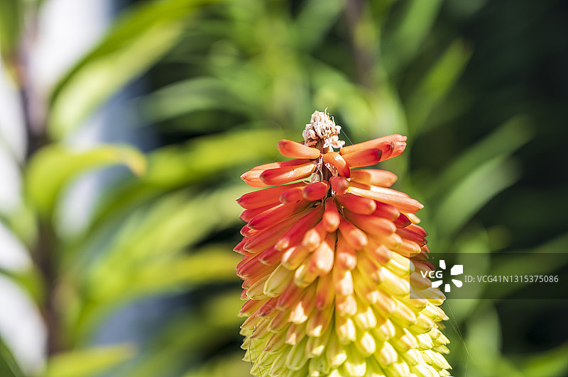 火把花图片素材