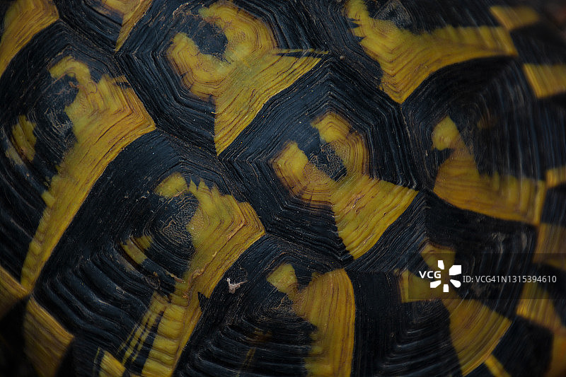 法国南部的赫尔曼陆龟图片素材