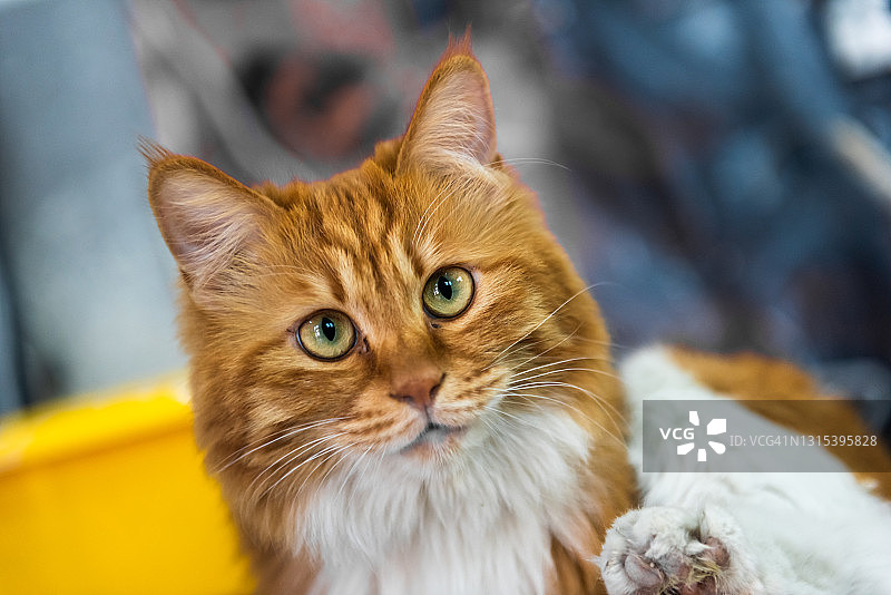 可爱的橙色猫咪在家图片素材