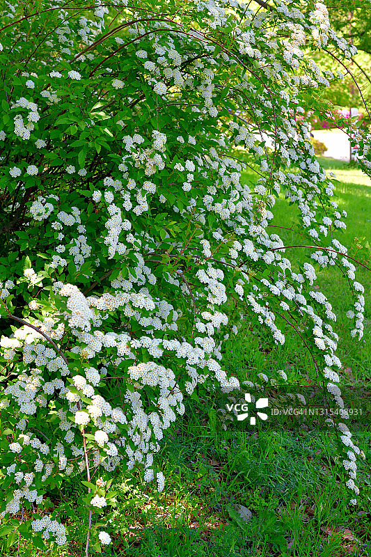 麻叶绣线菊图片素材