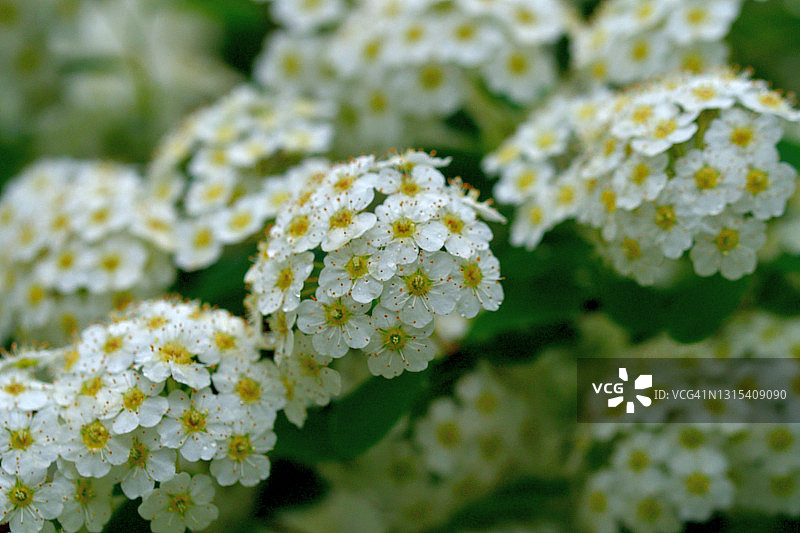 麻叶绣线菊图片素材