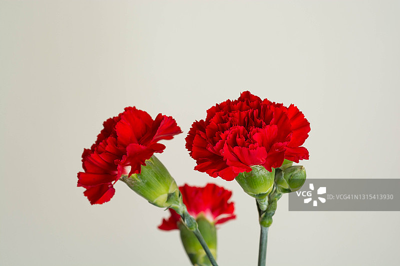 白色背景上的红色康乃馨图片素材