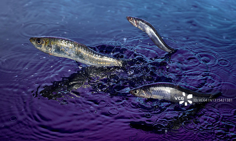 三条跃出水面的鱼图片素材