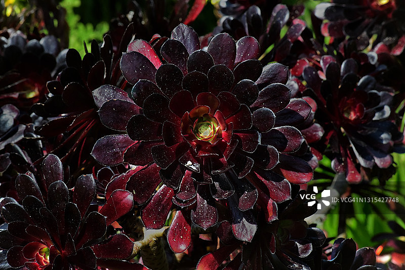 Swarzkopf植物园图片素材