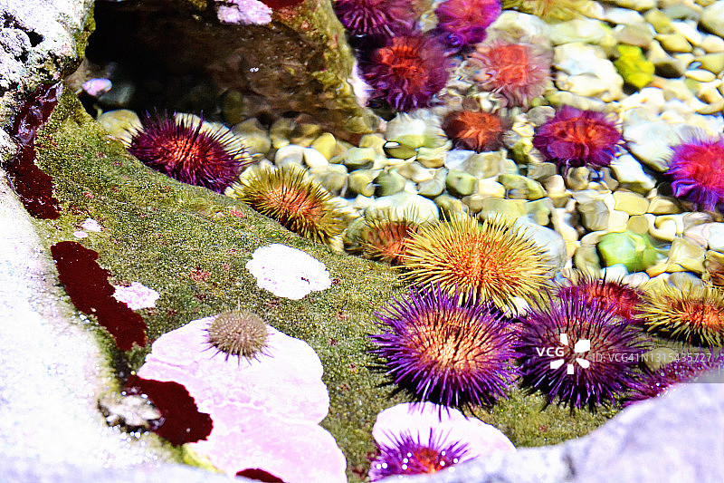 水族馆里的海胆图片素材