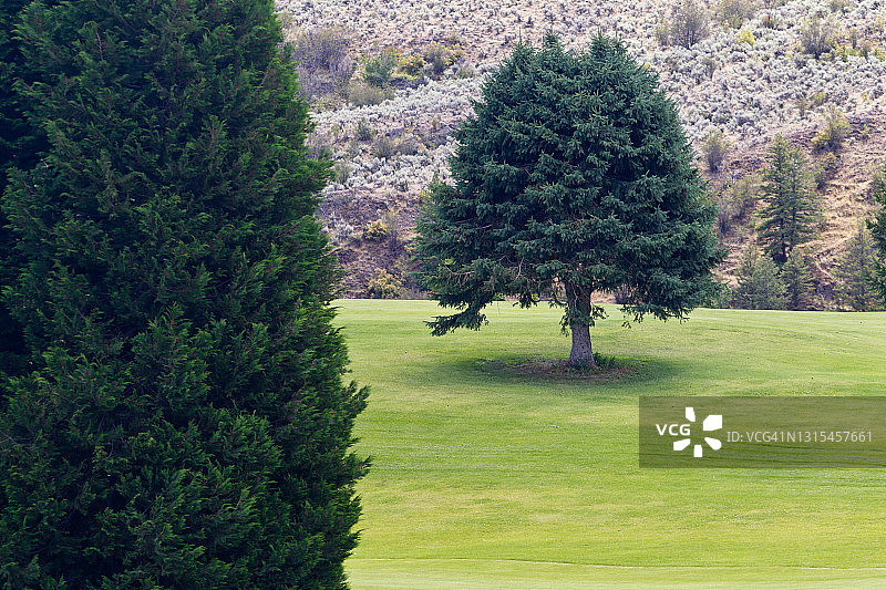 修剪整齐的草坪上的蓝云杉树图片素材