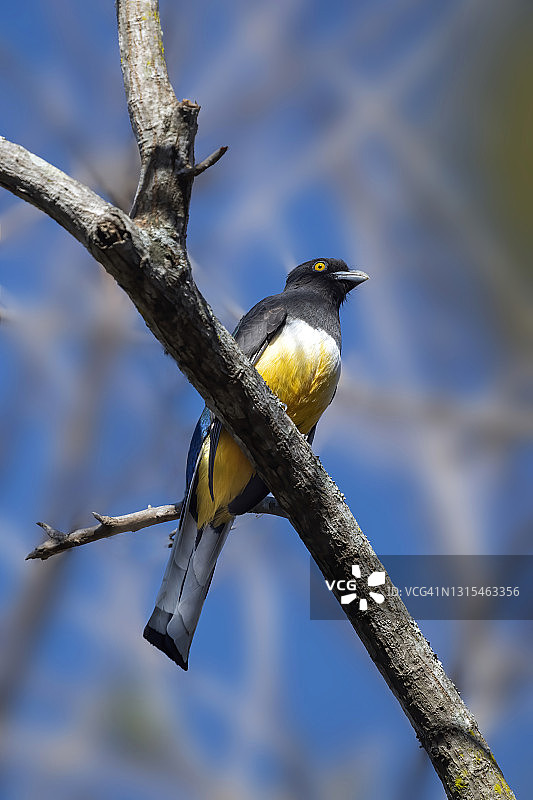 雄性黄鹂美洲咬鹃图片素材