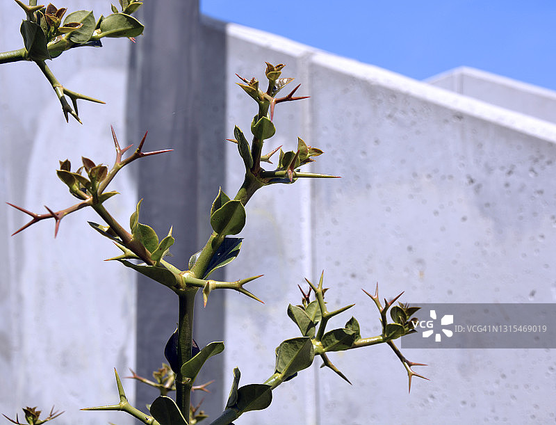 带刺的绿色植物图片素材