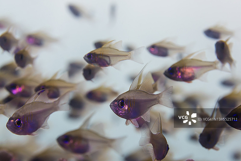 帕劳密克罗尼西亚海洋生物图片素材