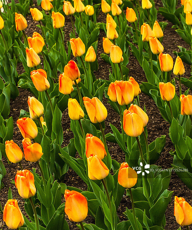 充满活力的橙黄色郁金香图片素材