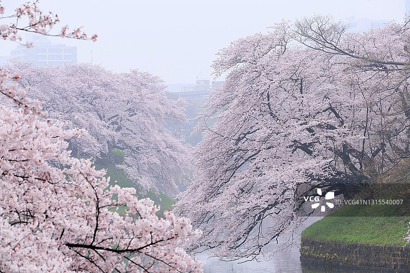 千鸟渊雨中的樱花图片素材