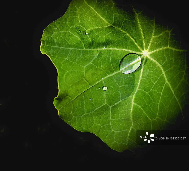 旱金莲叶子上闪闪发光的水滴图片素材