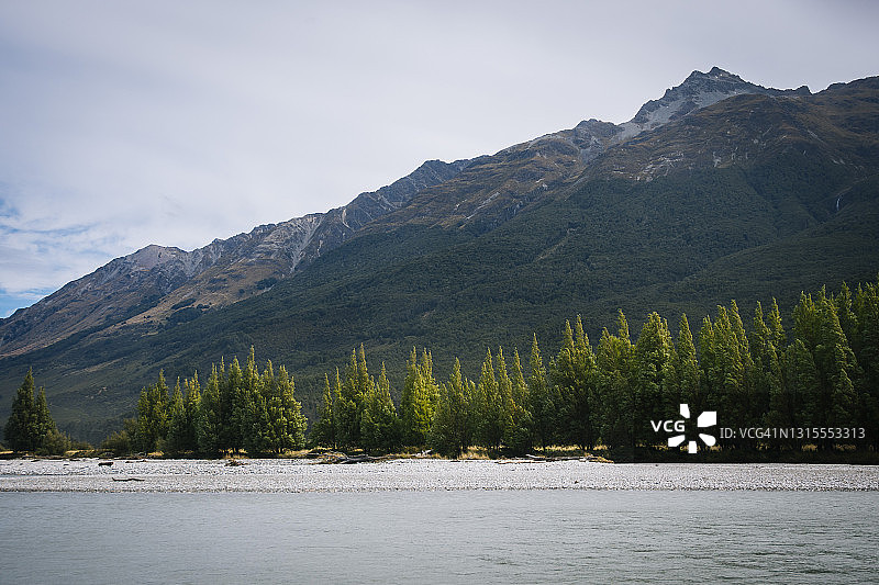 河岸上的大山和松树图片素材