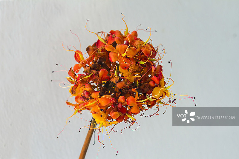 阿输迦树花图片素材