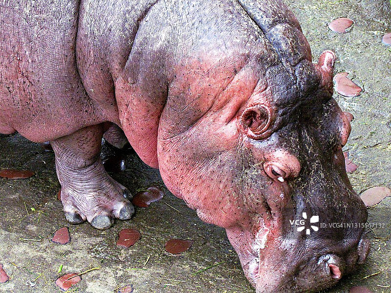 河马的头部和前腿图片素材