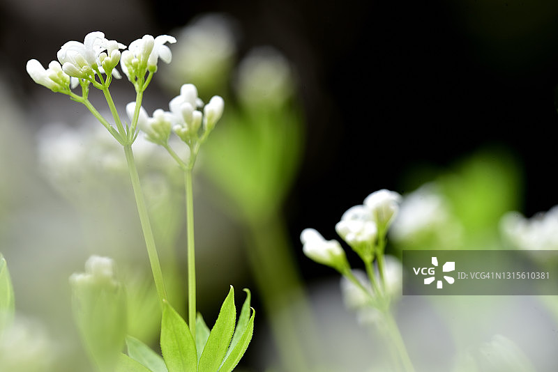 香车叶草图片素材